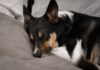 Veterinarios Advierte: ¿Dónde Deben Dormir los Perros en Invierno?