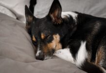 Veterinarios Advierte: ¿Dónde Deben Dormir los Perros en Invierno?