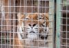 Un hito en la conservación animal: 30 felinos abandonan el exzoológico de Luján hacia santuarios en el extranjero