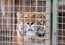 Un hito en la conservación animal: 30 felinos abandonan el exzoológico de Luján hacia santuarios en el extranjero