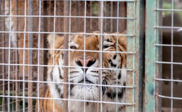 Un hito en la conservación animal: 30 felinos abandonan el exzoológico de Luján hacia santuarios en el extranjero