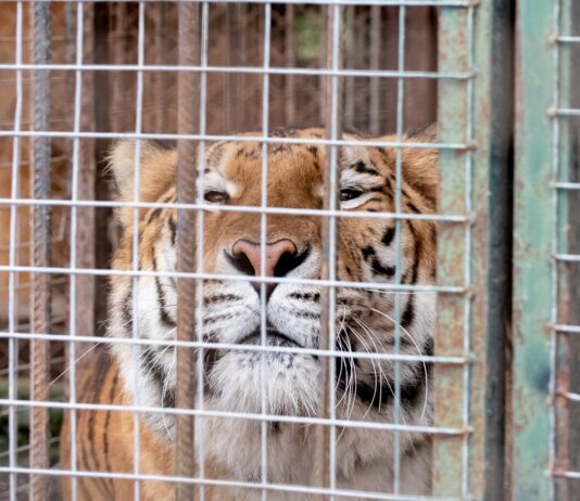 Un hito en la conservación animal: 30 felinos abandonan el exzoológico de Luján hacia santuarios en el extranjero