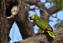 Los loros: Más que mascotas, un compromiso a largo plazo
