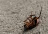 ¡Atención! Expertos advierten sobre la amenaza de las cucarachas en el hogar durante el calor