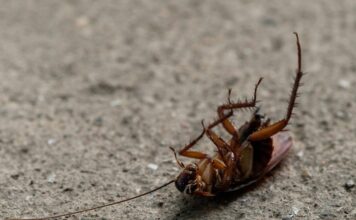 ¡Atención! Expertos advierten sobre la amenaza de las cucarachas en el hogar durante el calor