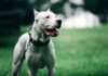 Niño gravemente herido tras ataque de un dogo argentino en Córdoba