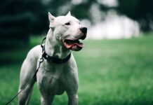 Niño gravemente herido tras ataque de un dogo argentino en Córdoba
