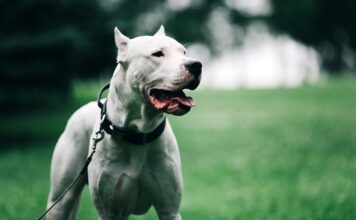 Niño gravemente herido tras ataque de un dogo argentino en Córdoba