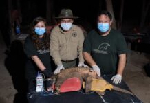 Capturan y monitorean al tatú carreta, una especie en peligro de extinción