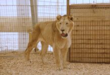Los tigres y leones del exzoo de Luján comienzan una nueva vida en Sudáfrica