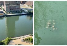 Rayas sorprenden en uno de los canales más contaminados de Estados Unidos