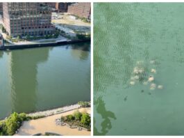 Rayas sorprenden en uno de los canales más contaminados de Estados Unidos