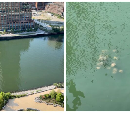 Rayas sorprenden en uno de los canales más contaminados de Estados Unidos