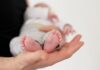 Desmitificando el Aborto: Expertos Responden a Milei sobre la Baja de Natalidad