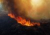 Detenido por Provocar Incendio Forestal al Tirar Brasas de un Asado
