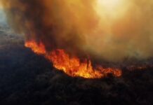 Detenido por Provocar Incendio Forestal al Tirar Brasas de un Asado
