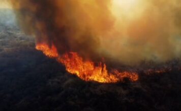 Detenido por Provocar Incendio Forestal al Tirar Brasas de un Asado