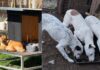 Proteccionistas Rechazan Nueva Ley para Regular Refugios de Animales