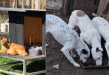 Proteccionistas Rechazan Nueva Ley para Regular Refugios de Animales