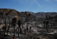Incendio Forestal en Estados Unidos: 42,000 Evacuados y Seis Heridos