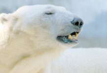 Multa de US$ 5,300 por Despertar a un Oso Polar en Noruega