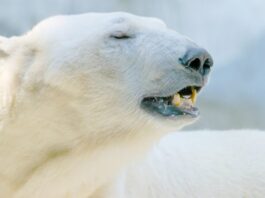 Multa de US$ 5,300 por Despertar a un Oso Polar en Noruega