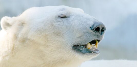 Multa de US$ 5,300 por Despertar a un Oso Polar en Noruega