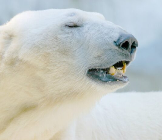 Multa de US$ 5,300 por Despertar a un Oso Polar en Noruega