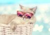 Cuidado felino: Los peligros ocultos para los gatos que viven en casa