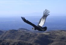 El cóndor «Cuyum» regresa a los cielos tras una exitosa recuperación