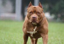 Imputan a dueña de pitbull tras trágica muerte de un niño en Córdoba