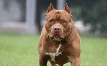 Imputan a dueña de pitbull tras trágica muerte de un niño en Córdoba