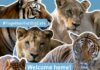 Felinos Rescatados del Ex Zoológico de Luján Encuentran Nuevo Hogar en Santuarios Internacionales
