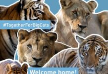 Felinos Rescatados del Ex Zoológico de Luján Encuentran Nuevo Hogar en Santuarios Internacionales