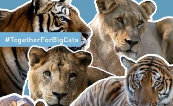 Felinos Rescatados del Ex Zoológico de Luján Encuentran Nuevo Hogar en Santuarios Internacionales