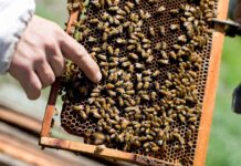 Un Argentino Atacado por Abejas Durante el Terremoto en Colombia