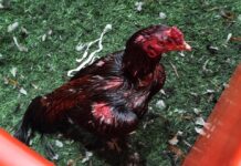 Desmantelan red de riñas de gallos: Rescatan más de 100 aves en operativo policial