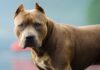 «Los perros me lo estaban comiendo»: el desgarrador testimonio de una madre tras el ataque de un pitbull a su hijo