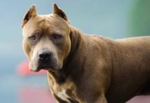 «Los perros me lo estaban comiendo»: el desgarrador testimonio de una madre tras el ataque de un pitbull a su hijo
