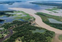 La Deforestación en la Amazonia Brasileña Aumenta el Riesgo de Enfermedades Infecciosas