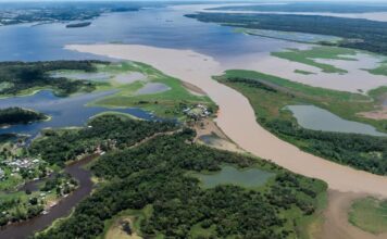 La Deforestación en la Amazonia Brasileña Aumenta el Riesgo de Enfermedades Infecciosas