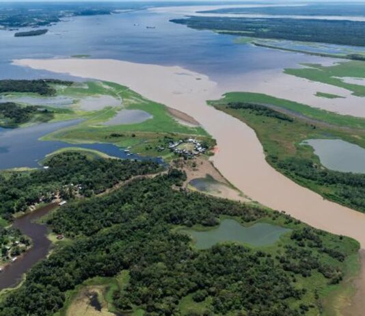 La Deforestación en la Amazonia Brasileña Aumenta el Riesgo de Enfermedades Infecciosas