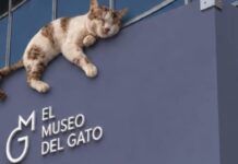 Inaugura en México el Primer Museo del Gato: Un Espacio Interactivo para Amantes de los Felinos