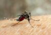 Aumento de casos de fiebre chikungunya: 21 nuevas notificaciones en el país