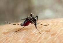 Aumento de casos de fiebre chikungunya: 21 nuevas notificaciones en el país