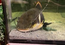 Un emotivo reencuentro entre un dueño y su pez que ahora vive en un acuario
