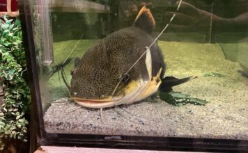 Un emotivo reencuentro entre un dueño y su pez que ahora vive en un acuario