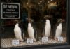 Venta de pingüinos del ex Mar del Plata Aquarium: un intento por sobrevivir