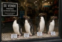 Venta de pingüinos del ex Mar del Plata Aquarium: un intento por sobrevivir