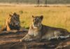 Día Mundial del León: 9 Datos Sorprendentes sobre el Rey de la Selva